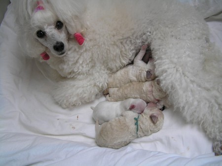 Dorly štěňátka 4. den 3pudlí a 1 maltese kluci